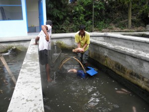 1007 SLEMAN PRODUKSI IKAN