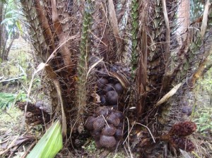 salak prima