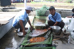 2703 SLEMAN PERIKANAN