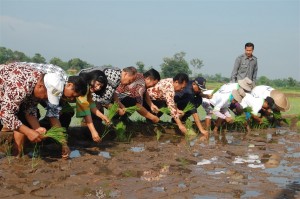 Tanam Padi