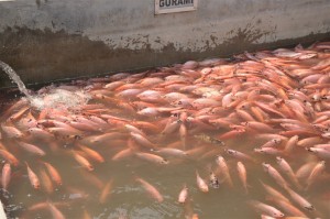 Ikan