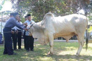 Serahkan Bantuan Sapi