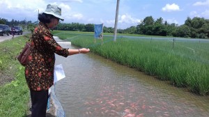 Pengunjung Memberi Makan