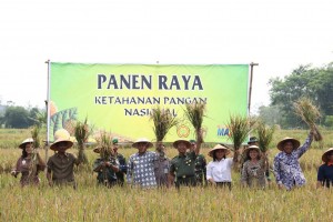 Bupati Sleman Panen Raya