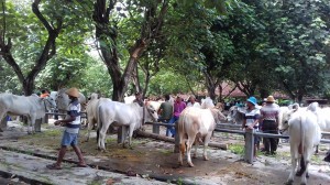 Pasar Sapi