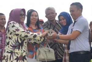 Burung Hantu
