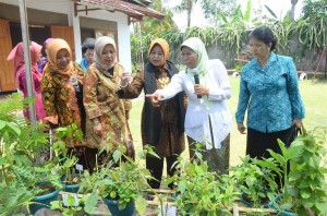 Melihat Tanaman Toga