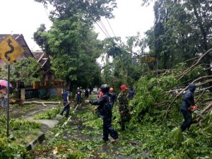 pohon tumbang