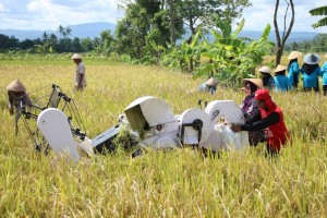 Wabup Sleman Panen Padi
